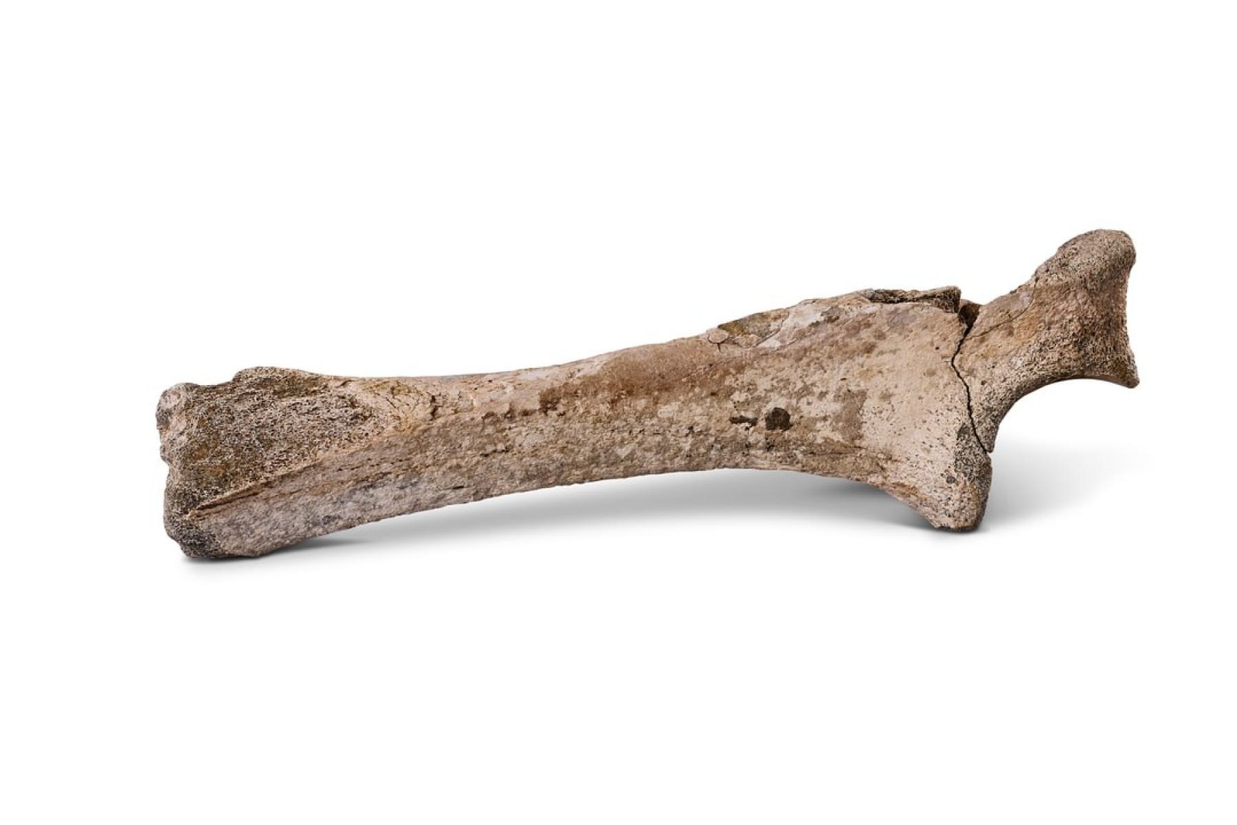 Leg bone of a woolly rhinocerous from Wollaston, Northamptonshire.