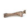Leg bone of a woolly rhinocerous from Wollaston, Northamptonshire.