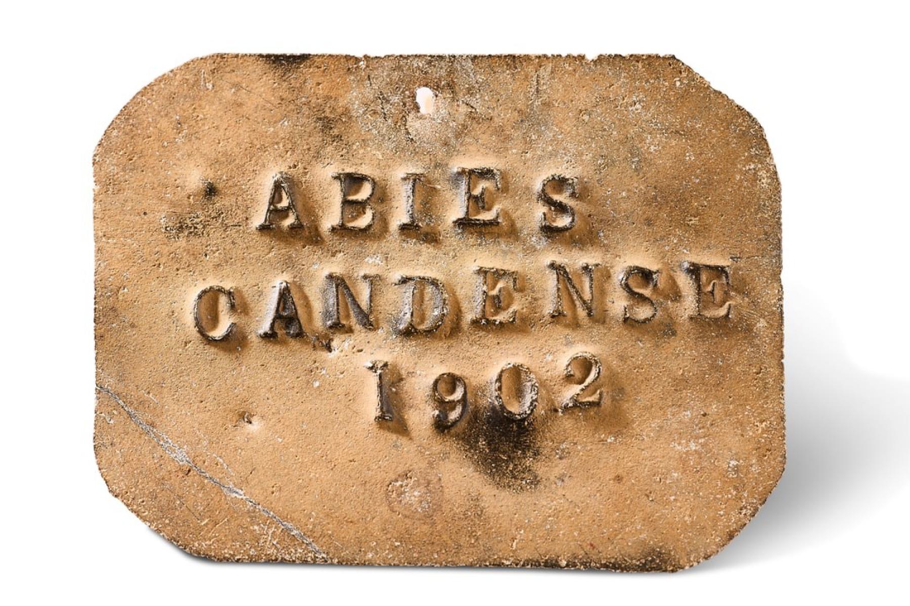 Copper metal tree label affixed to trees planted in the grounds of Ecton Hall