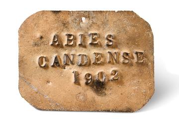Copper metal tree label affixed to trees planted in the grounds of Ecton Hall