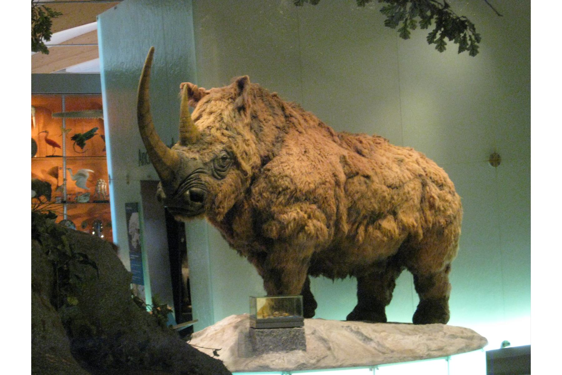 Woolly Rhino on display at Weston Park Museum, Sheffield