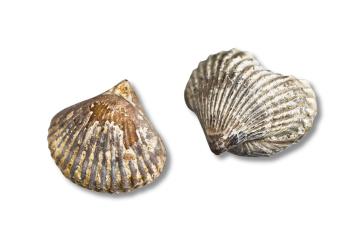 Fossil brachiopod Kallirhynchia sharpi.