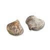 Fossil brachiopod Kallirhynchia sharpi.