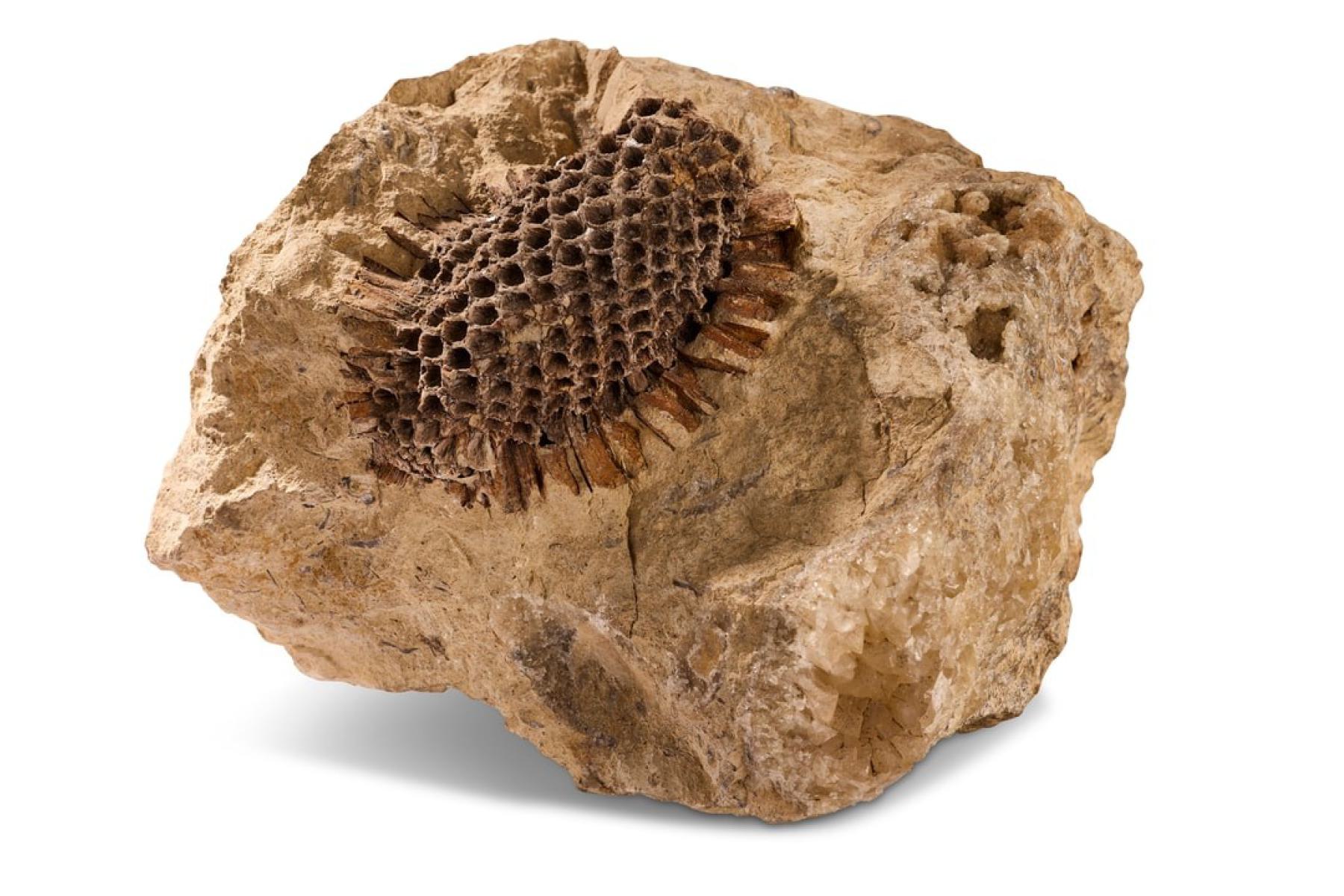 Fossil screw pine - Pandanocarpum ooliticum (Carruthers)