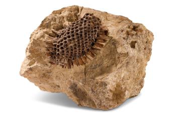 Fossil screw pine - Pandanocarpum ooliticum (Carruthers)