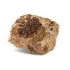 Fossil screw pine - Pandanocarpum ooliticum (Carruthers)