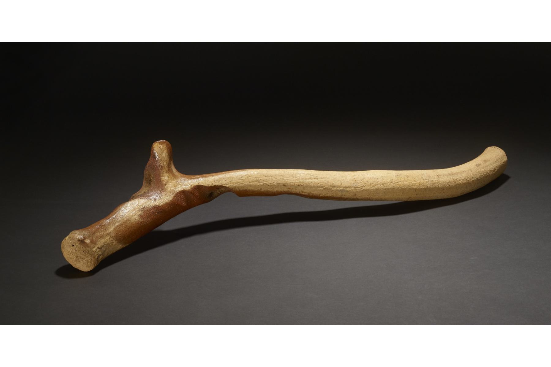 Reindeer antler or Lyngby axe from Earls Barton, Northamptonshire