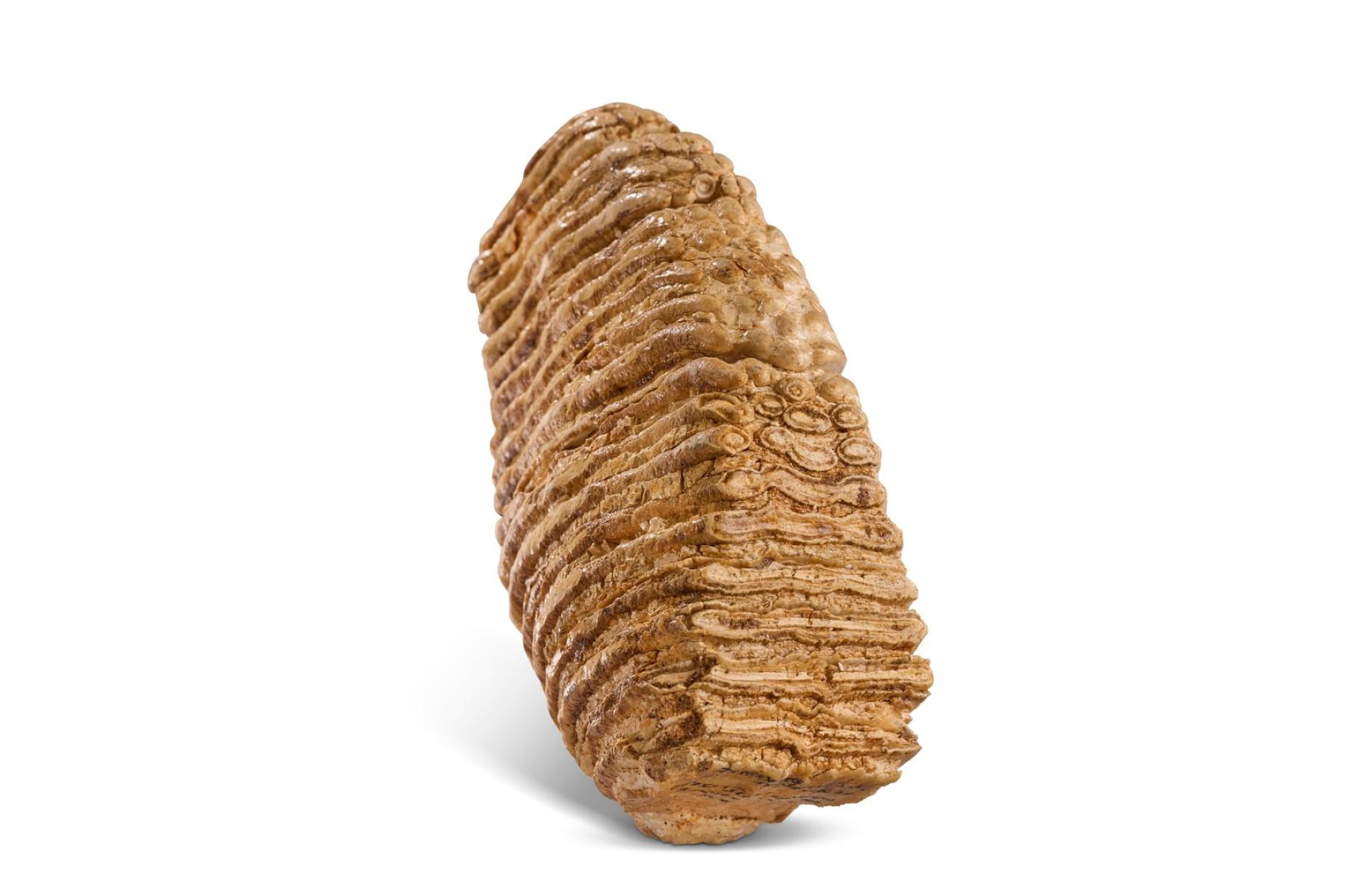 Tooth from a woolly mammoth from gravel pits at Islip, Northamptonshire