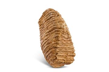Tooth from a woolly mammoth from gravel pits at Islip, Northamptonshire