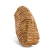 Tooth from a woolly mammoth from gravel pits at Islip, Northamptonshire